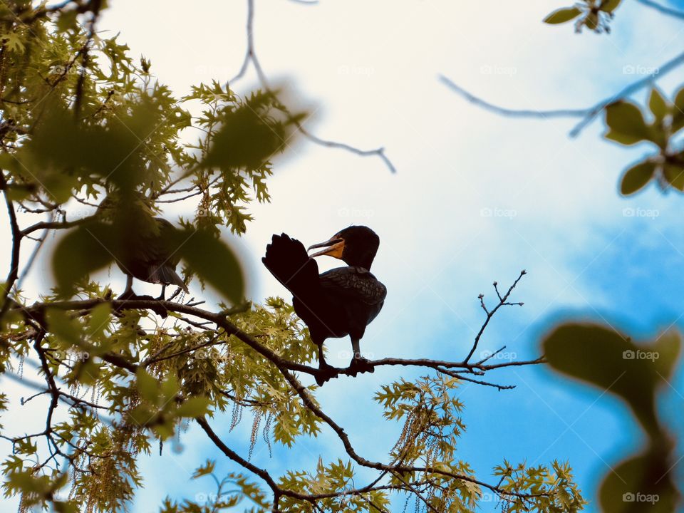 New York, Long Island, Nature, green leafs, trees, plants, outdoors, calm, relax, shades, grass, colors, sky, Clouds, bird, wildlife, 