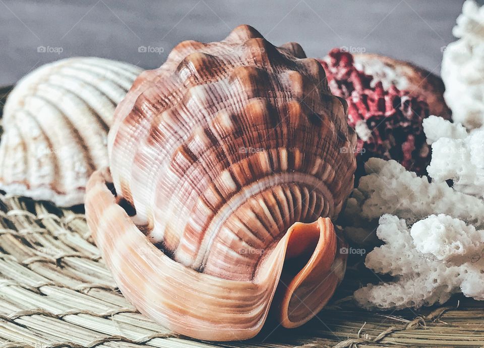 Close-up of seashells