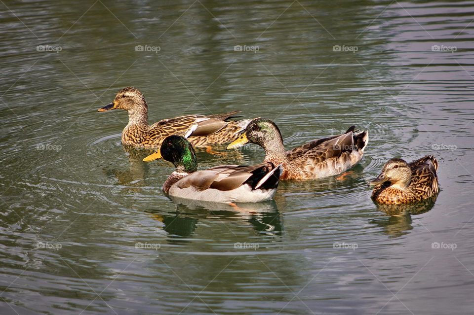 Ducks