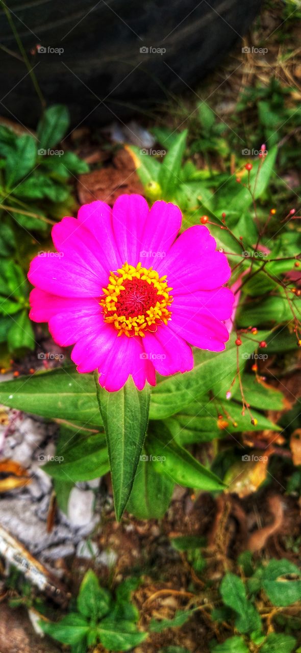 Beautiful Zinia flower