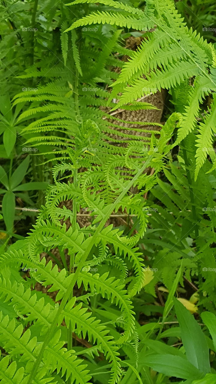 fern leaf opening
