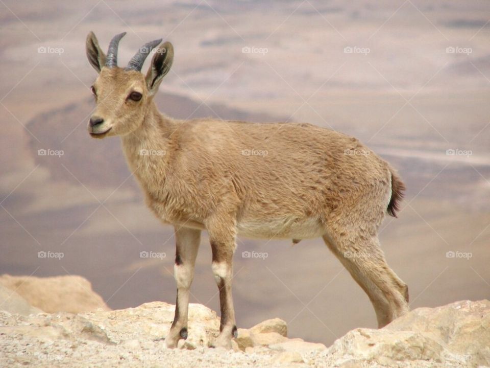 Ibex in Ramon Crater