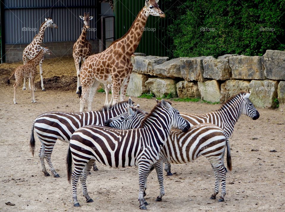 Zebra symmetry 
