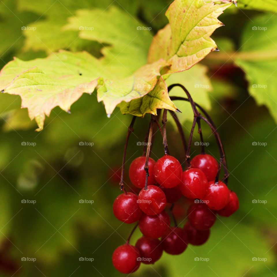 Berries 