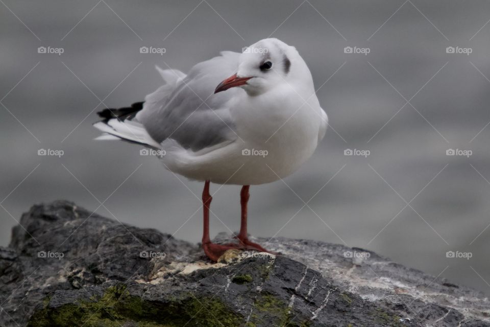 Seagull Perched On A Stone