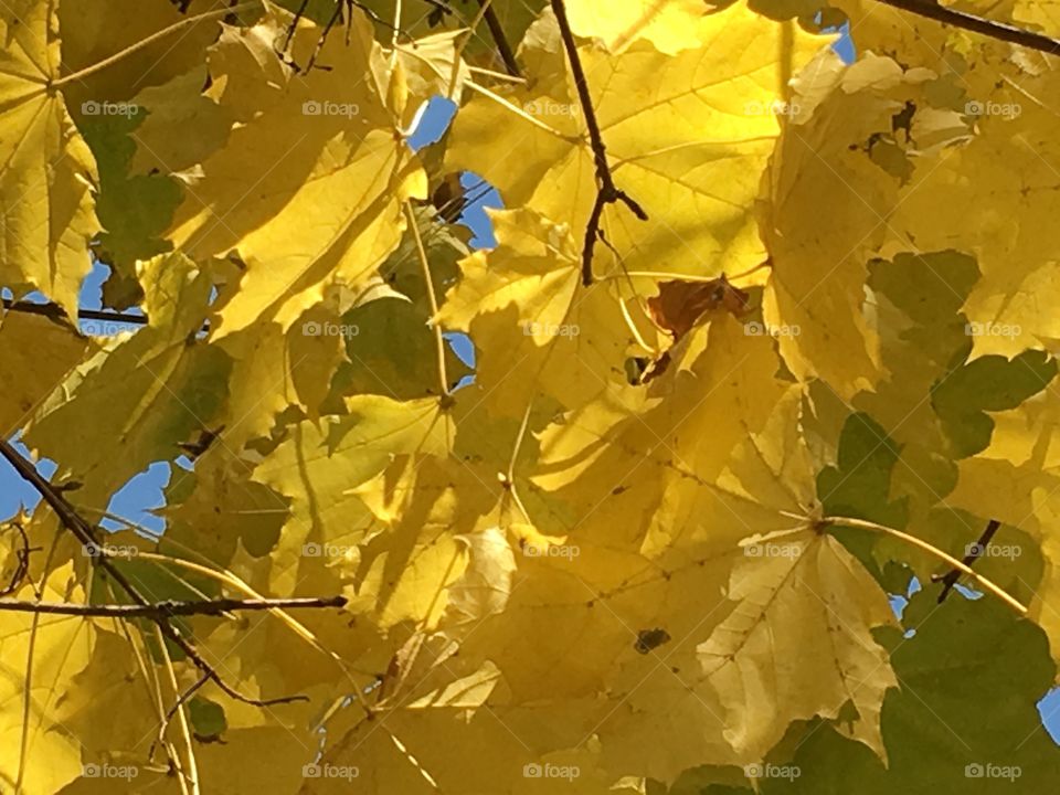 Dappled by sunlight