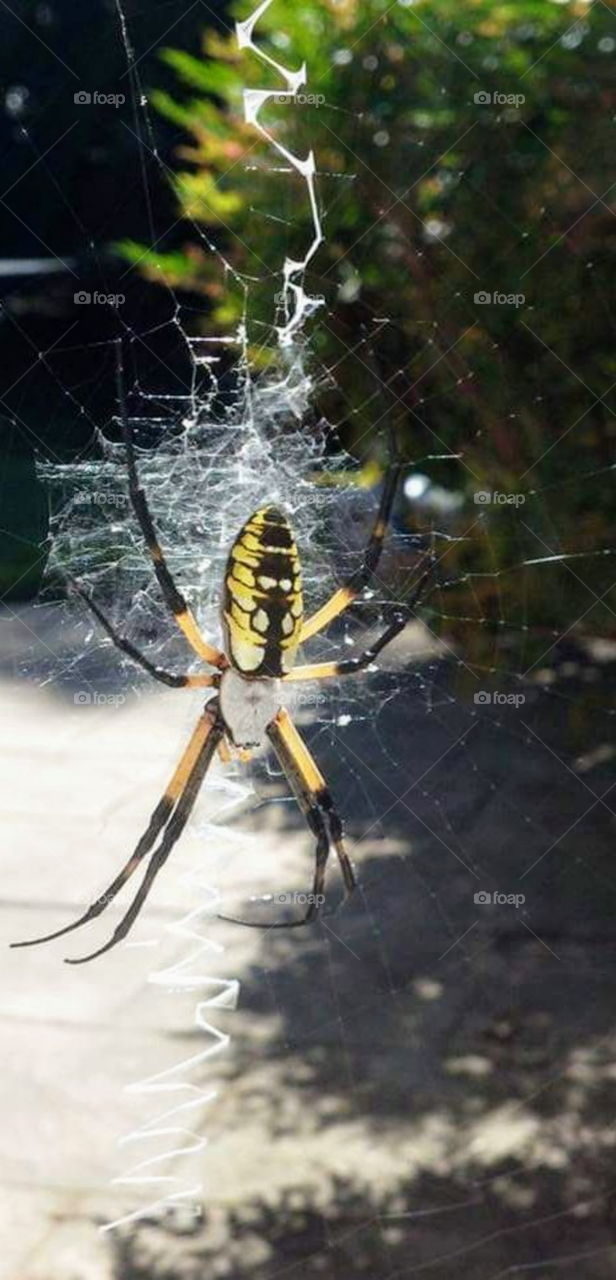 Writing Spider spinning web