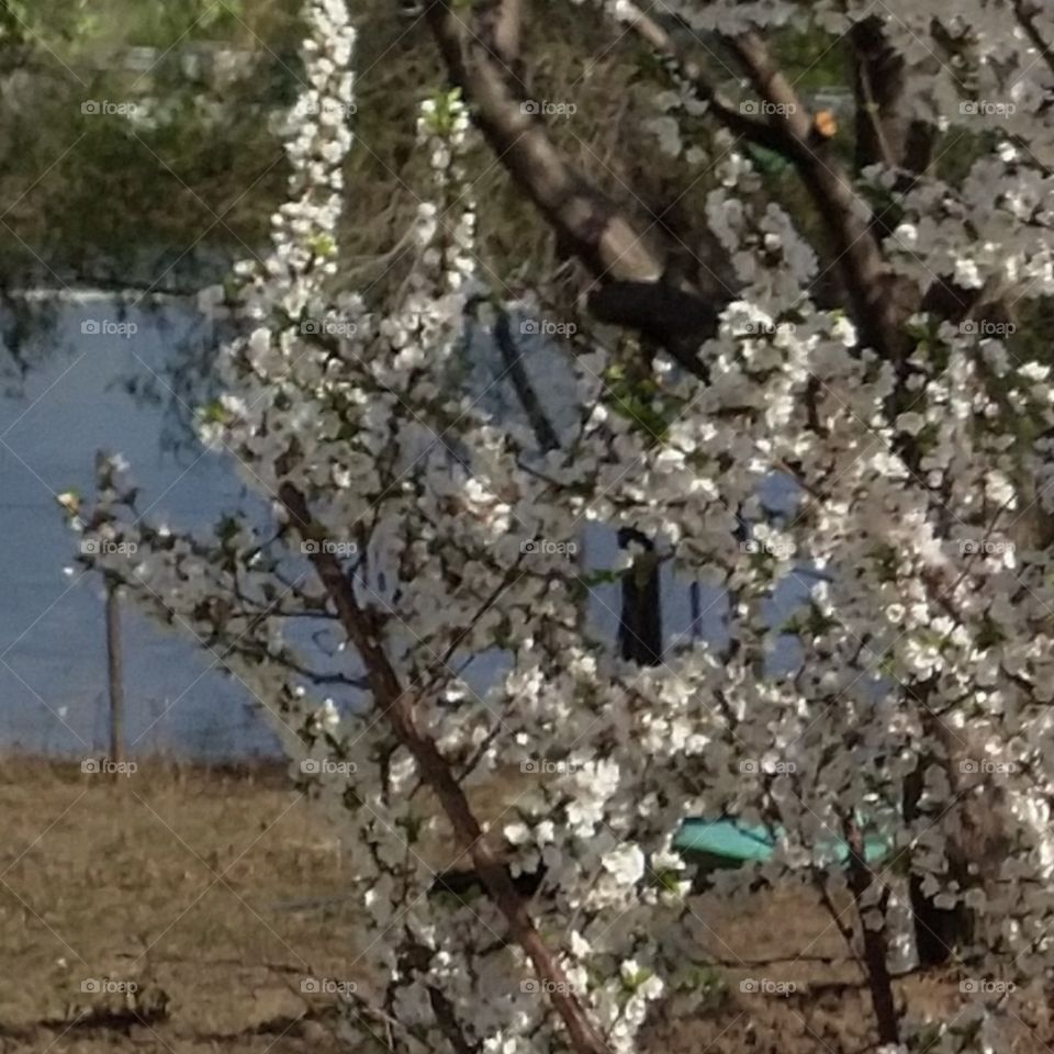 Вишня в цвету.