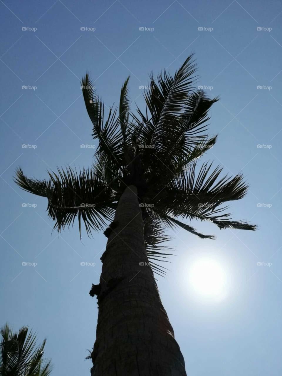 Palm