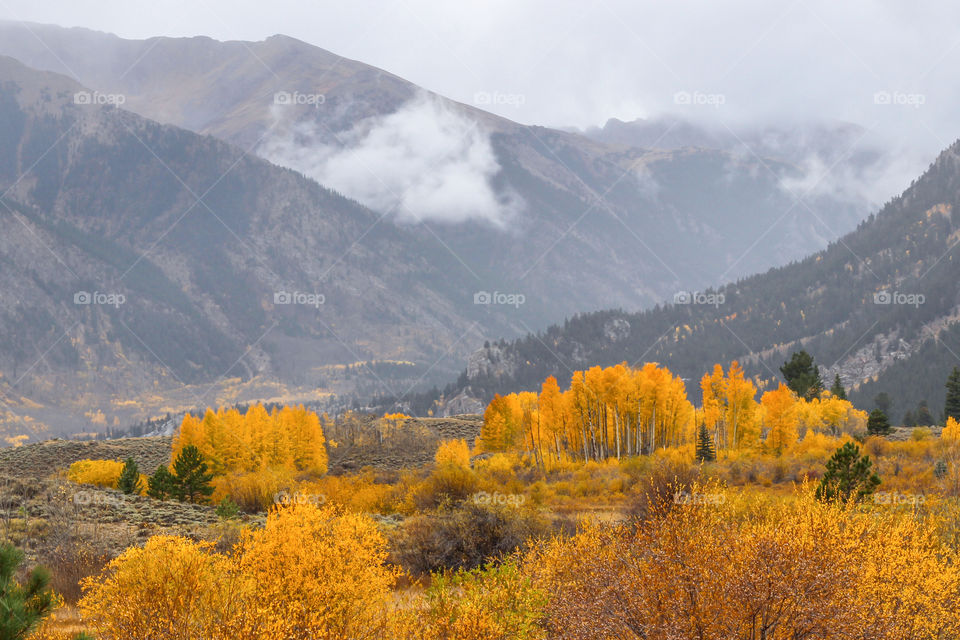 Beautiful fall foliage of golden yellow aspen trees around Twin Lakes. Clouds lingering with mountains in misty morning. Independence Pass Road, Colorado, USA. 
Nature background. Hiking, lifestyle.
