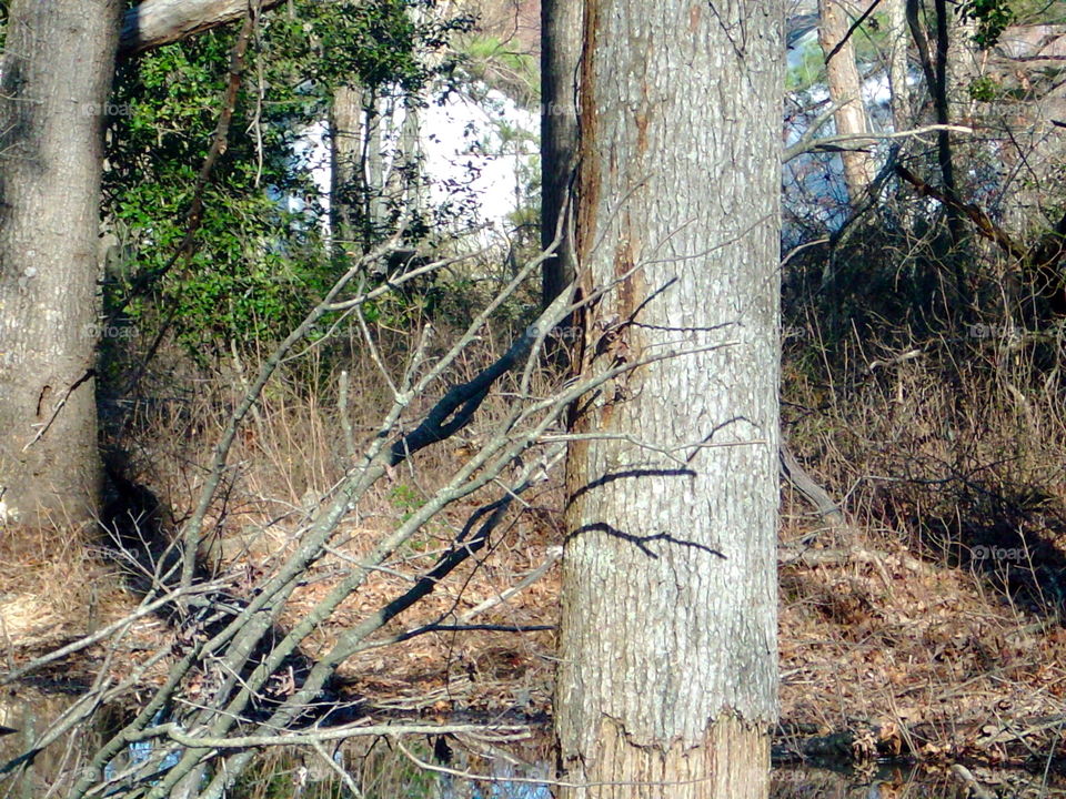 Wood, Tree, Nature, Bark, No Person