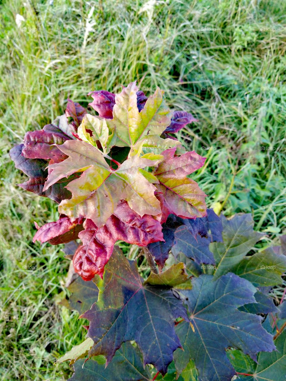 Красивый клен осени