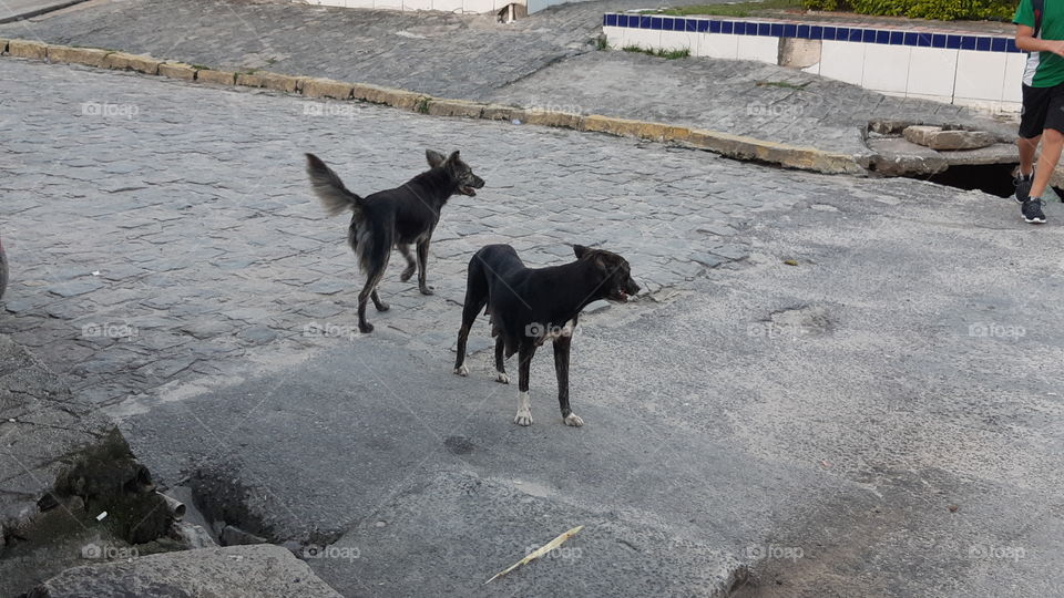 cães de rua
