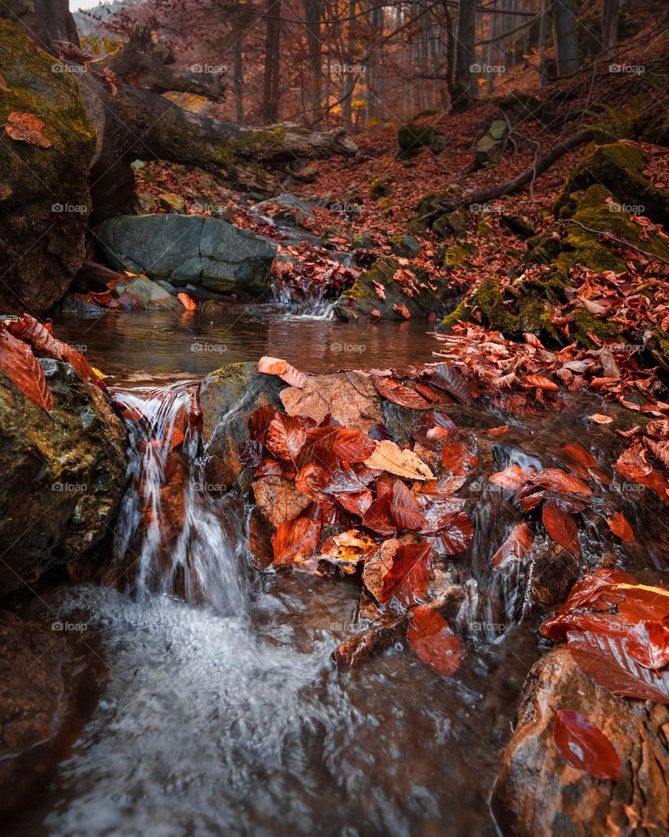 Beautiful river scenery forest with maple leaves