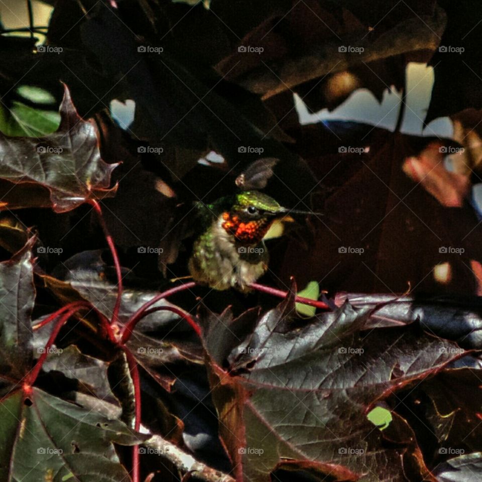 Ruby Throated Hummingbird Taking Off