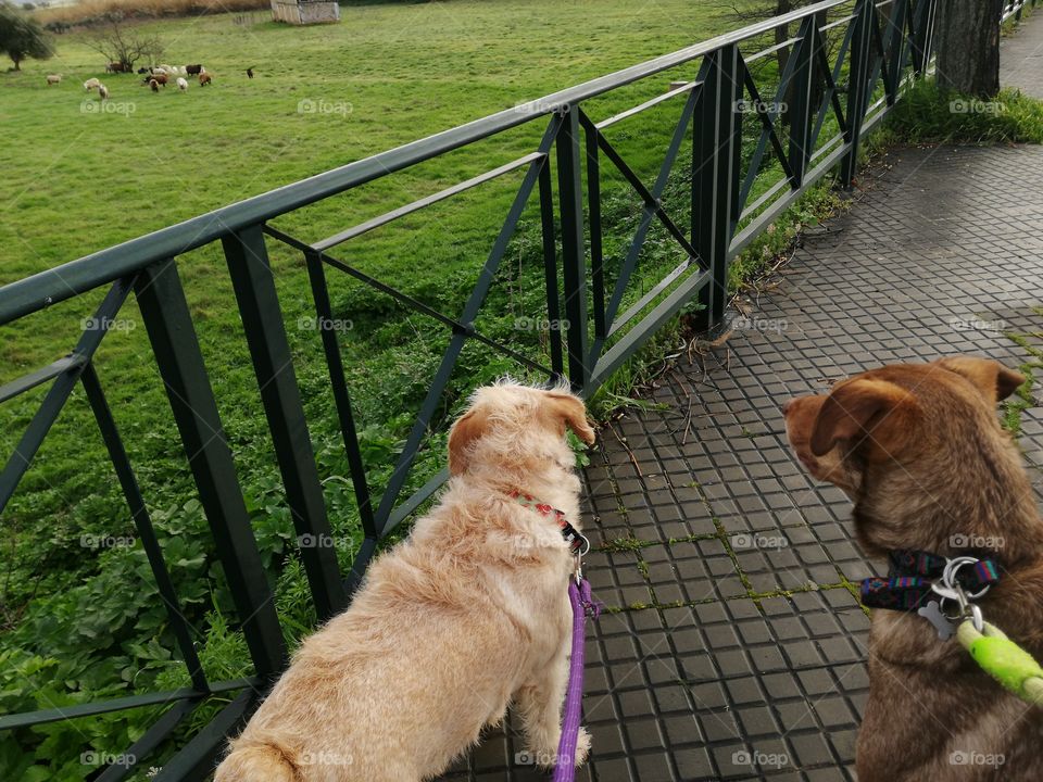 Good Morning sheep's!!