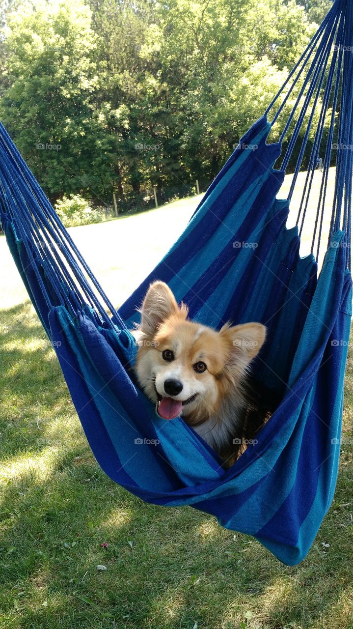 Dog resting on hammock