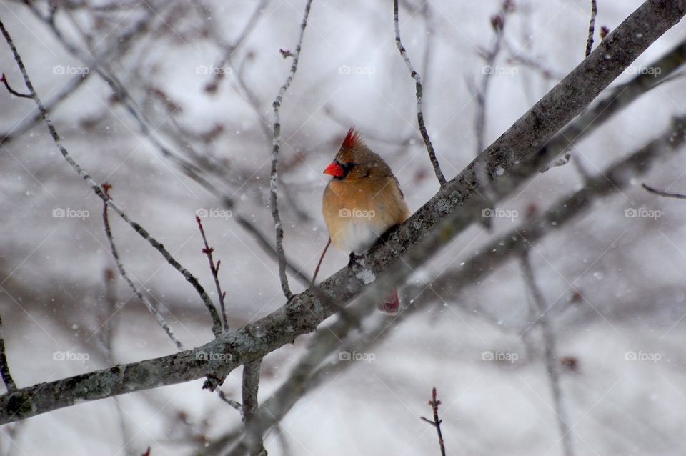 A female cardinal braces against the snowy February day. 
