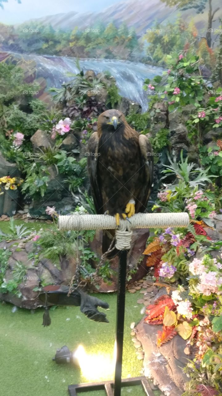Wild eagle
