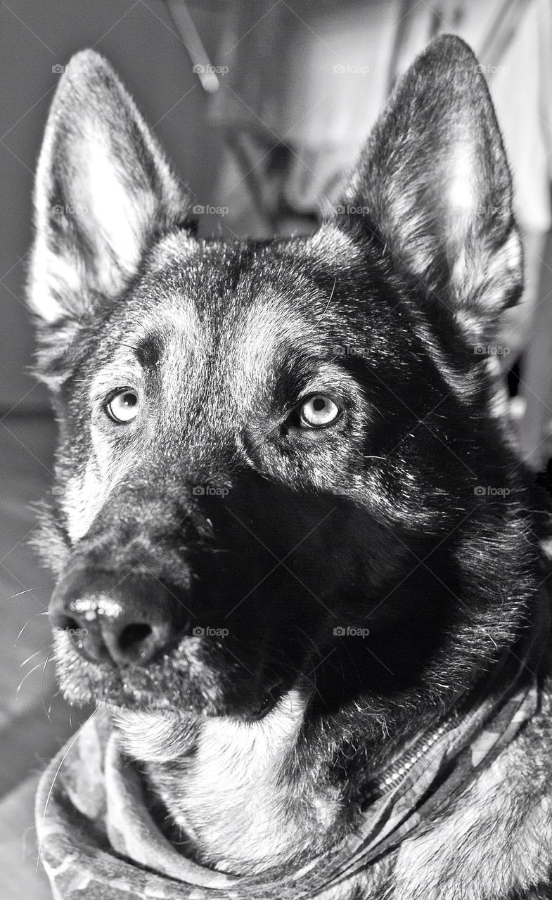 Close-up of a sad dog