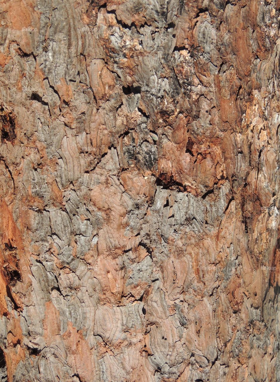 Red spruce bark
