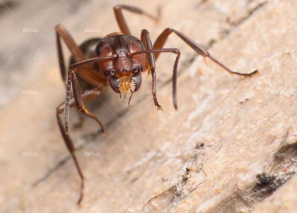macro closeup insect ant by aliasant