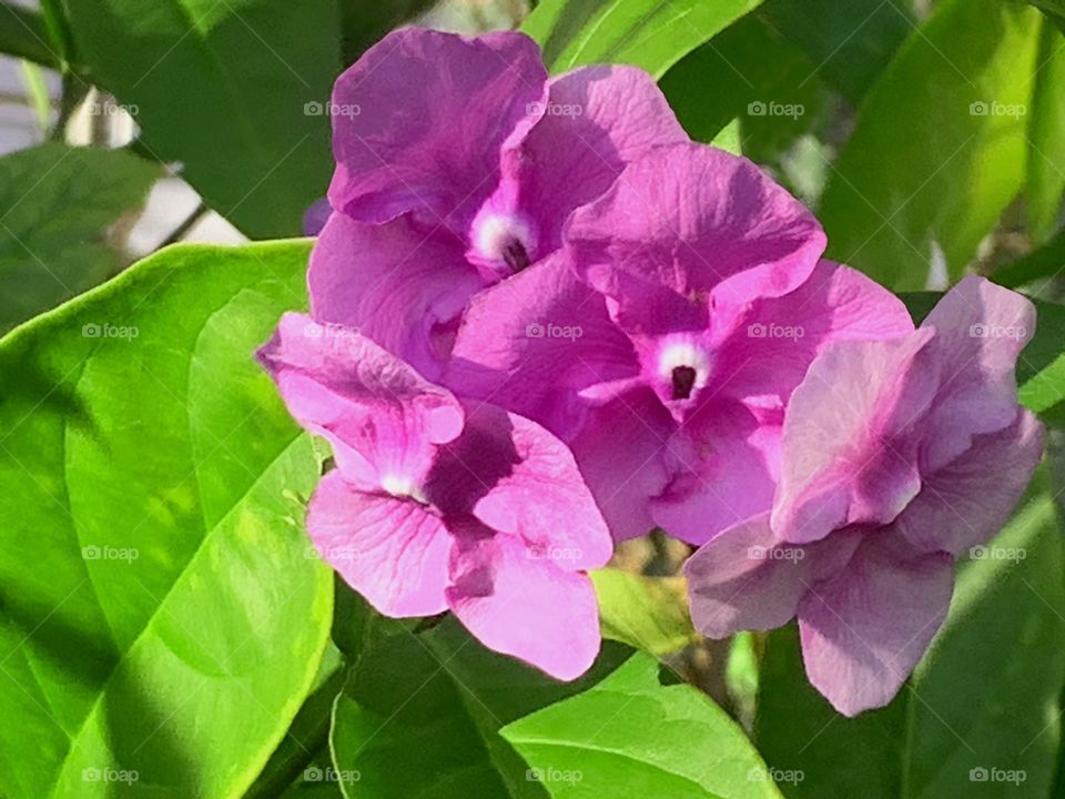 A cluster of four lovely pink flowers.