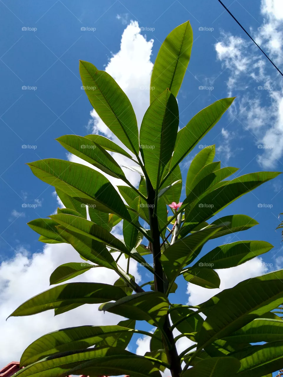 blue sky