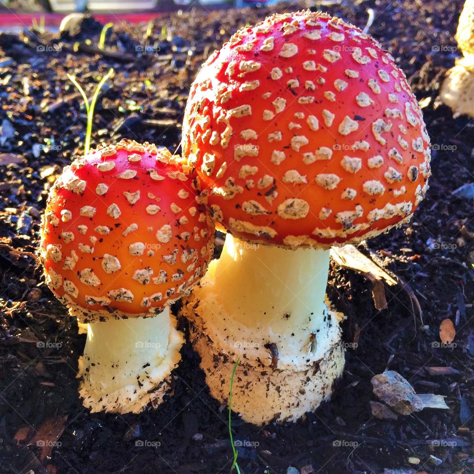 Autumn mushroom color