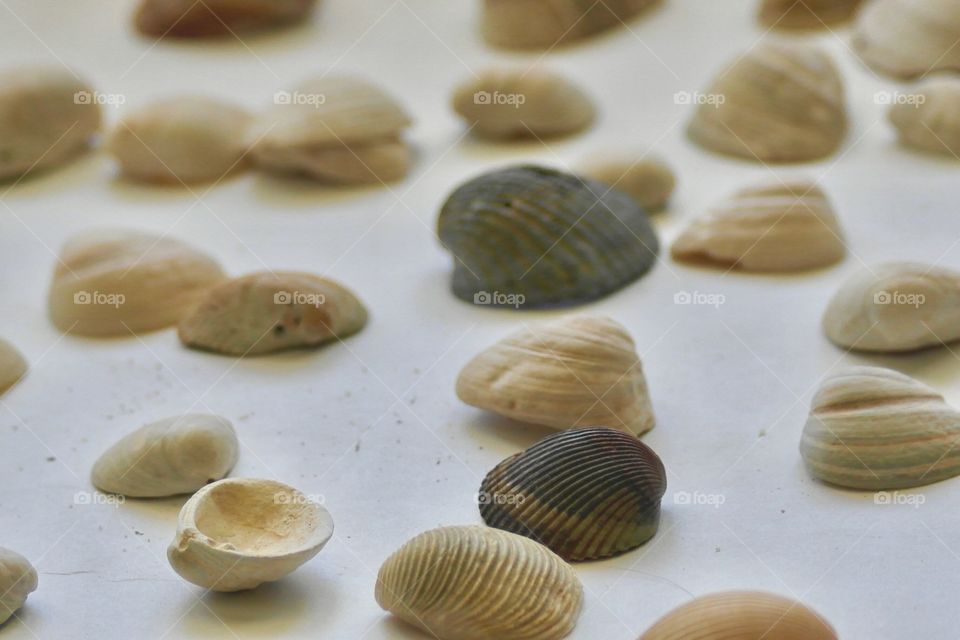 Assortment of seashells