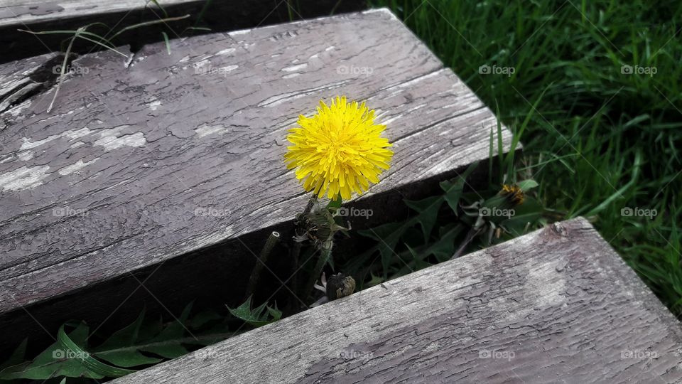 Lonely yellow dandelion and wood