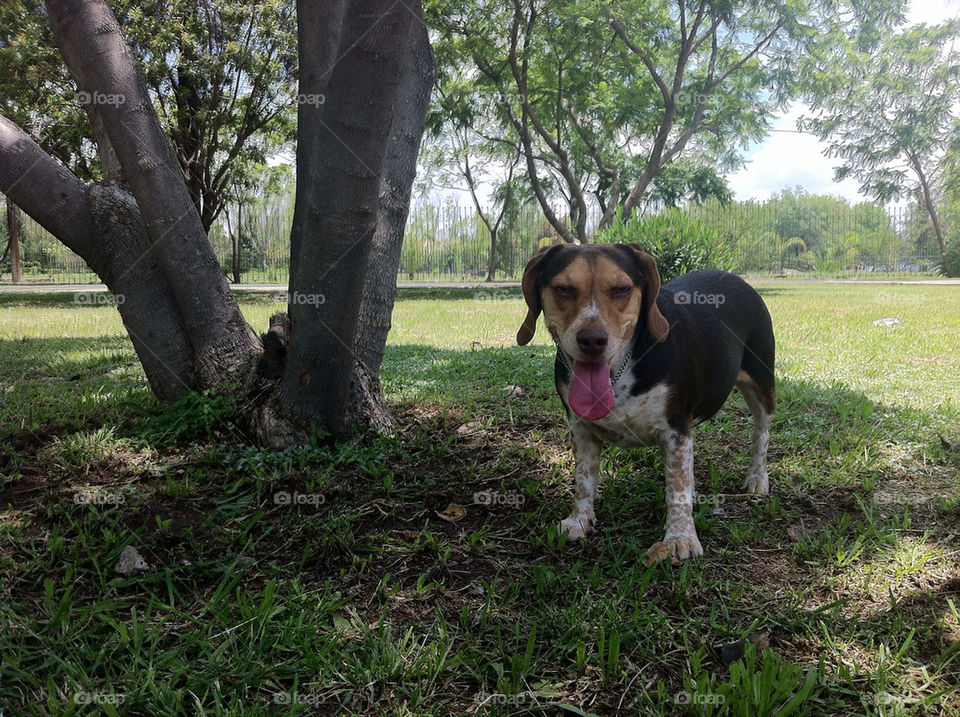 dog park pet day by petitfilms