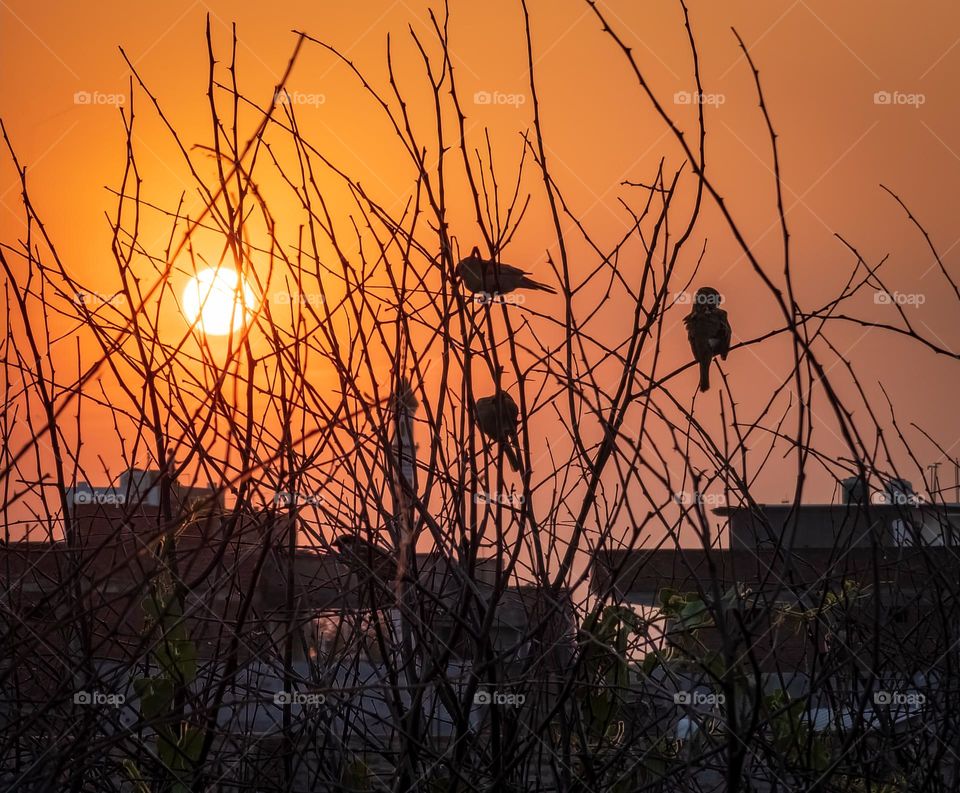 silhouette of birds sitting on tiny branches