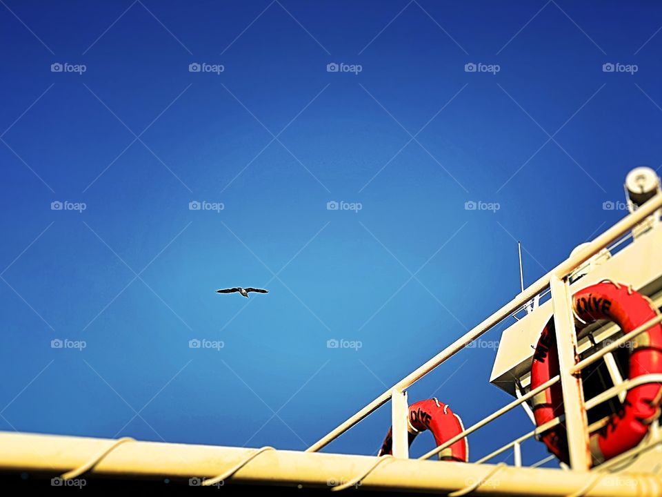Seagull / deep blue sky