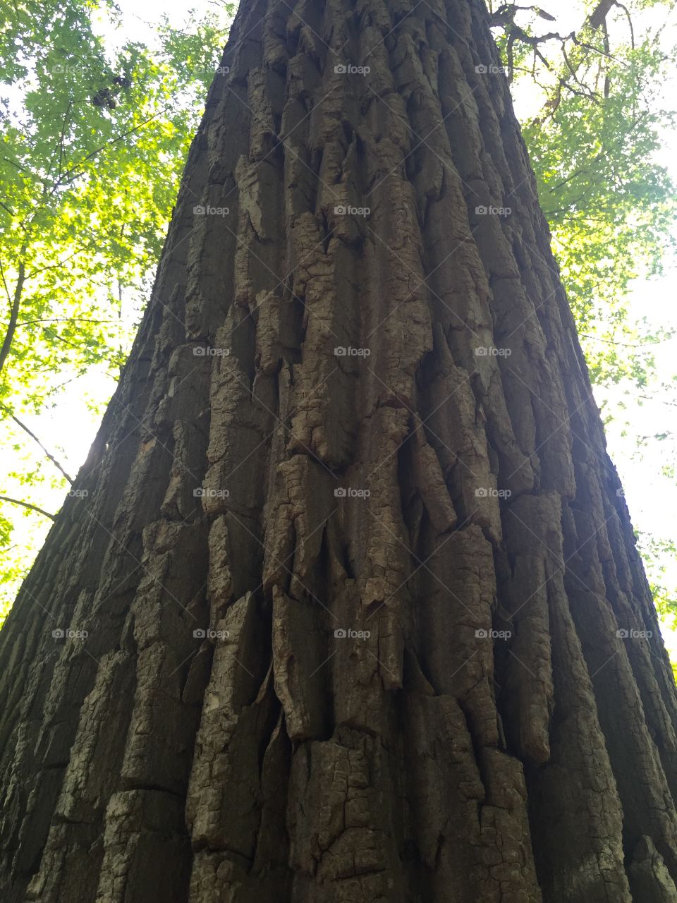 Tree, No Person, Wood, Old, Bark