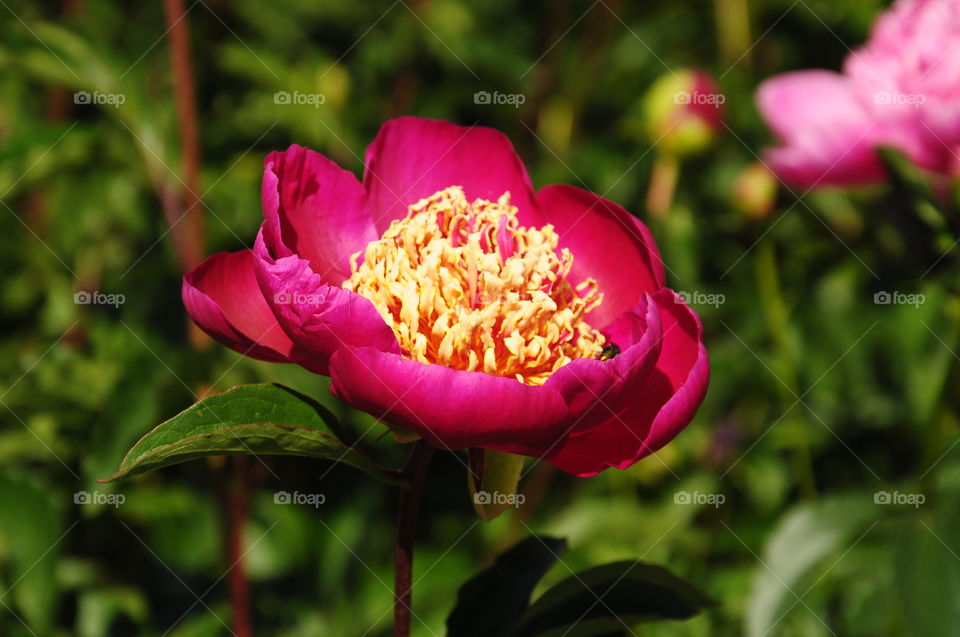 Peony flower 