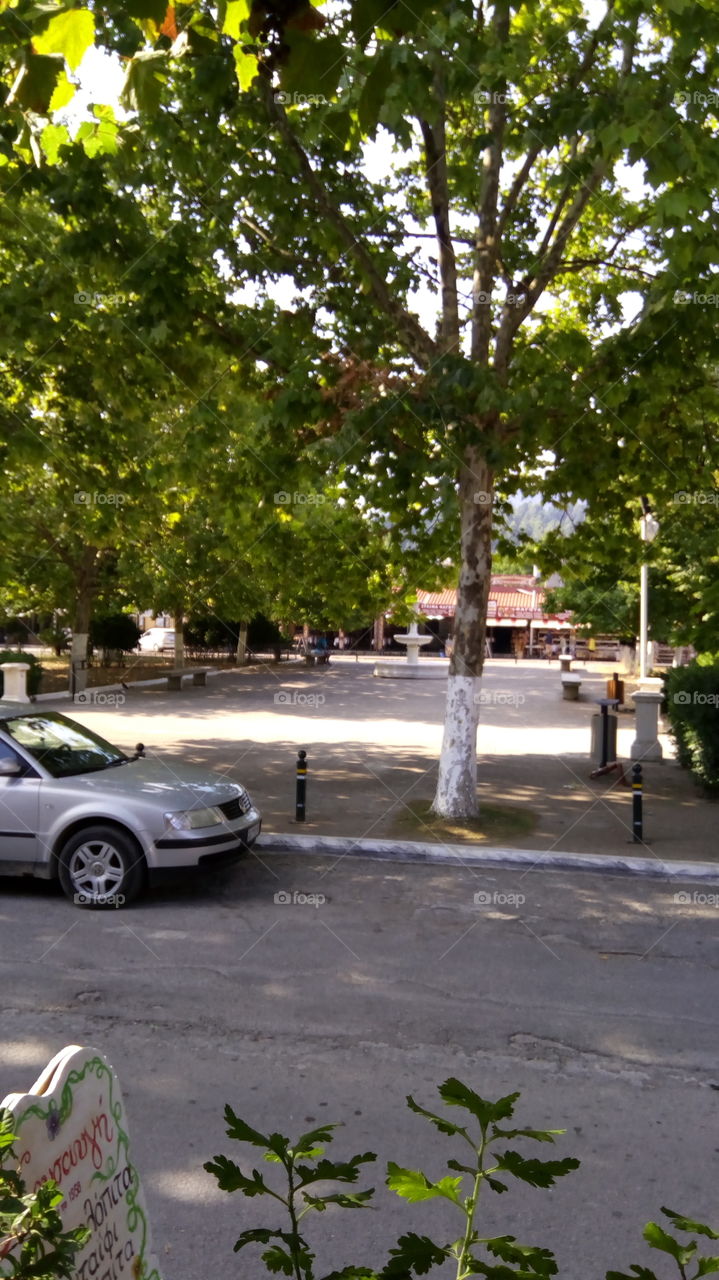 Tree in the middle of the central square of the village. Great to promote peace and relaxation to anyone.