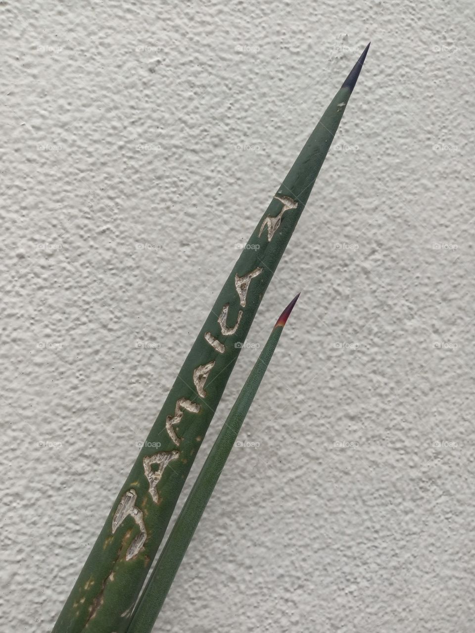 jamaican arrows