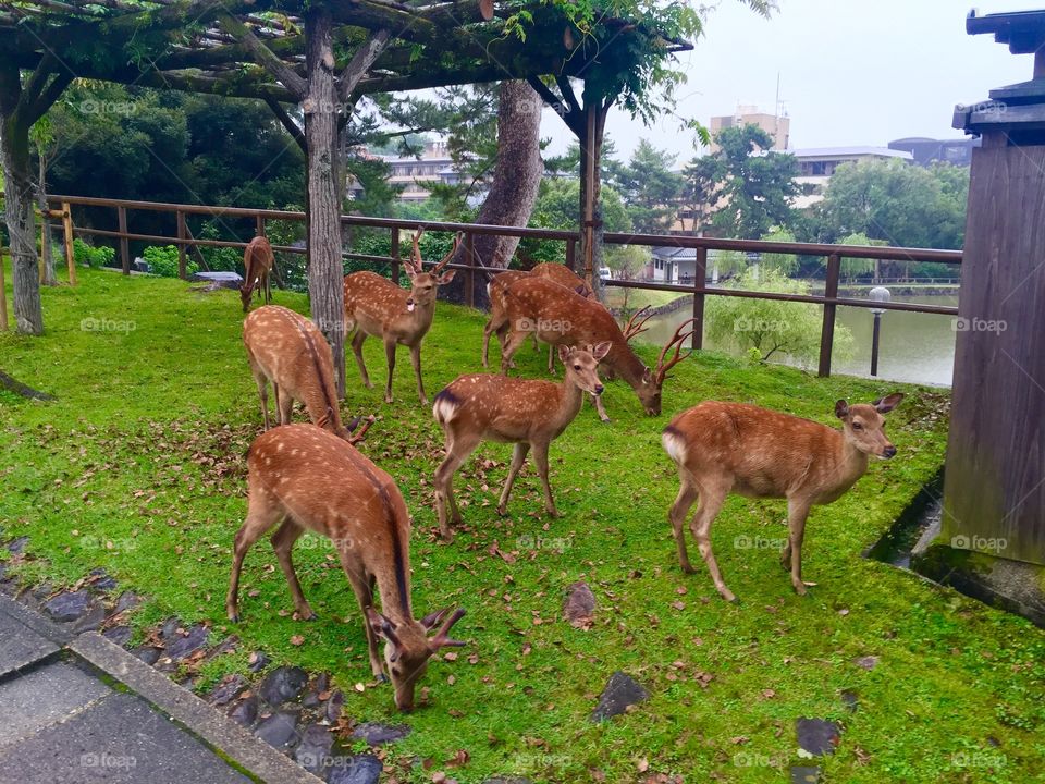 Nara Park deer, Japan