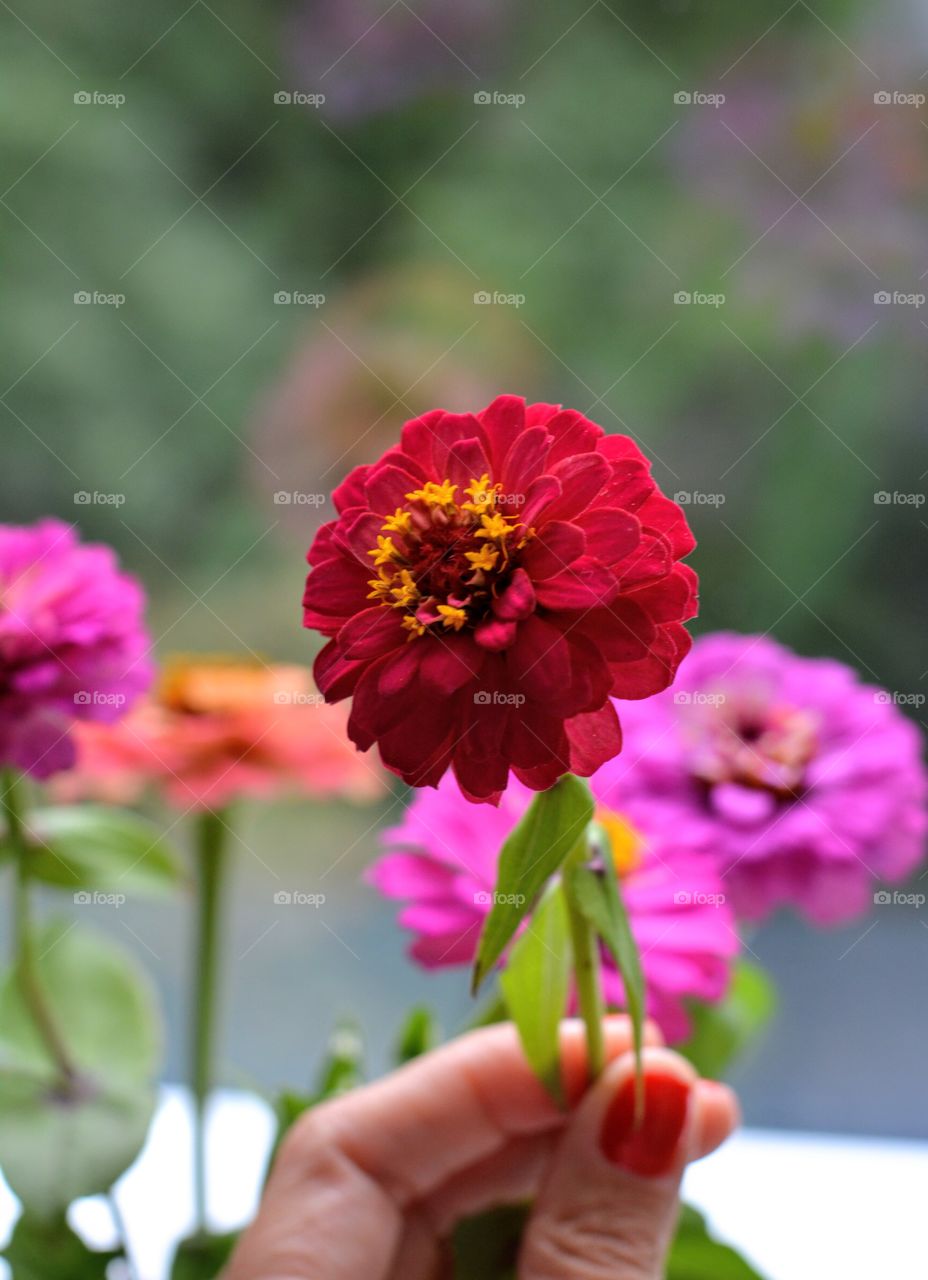 colorful beautiful flowers in the hand green background nature lovers
