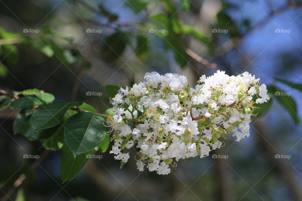 white flowers on tree