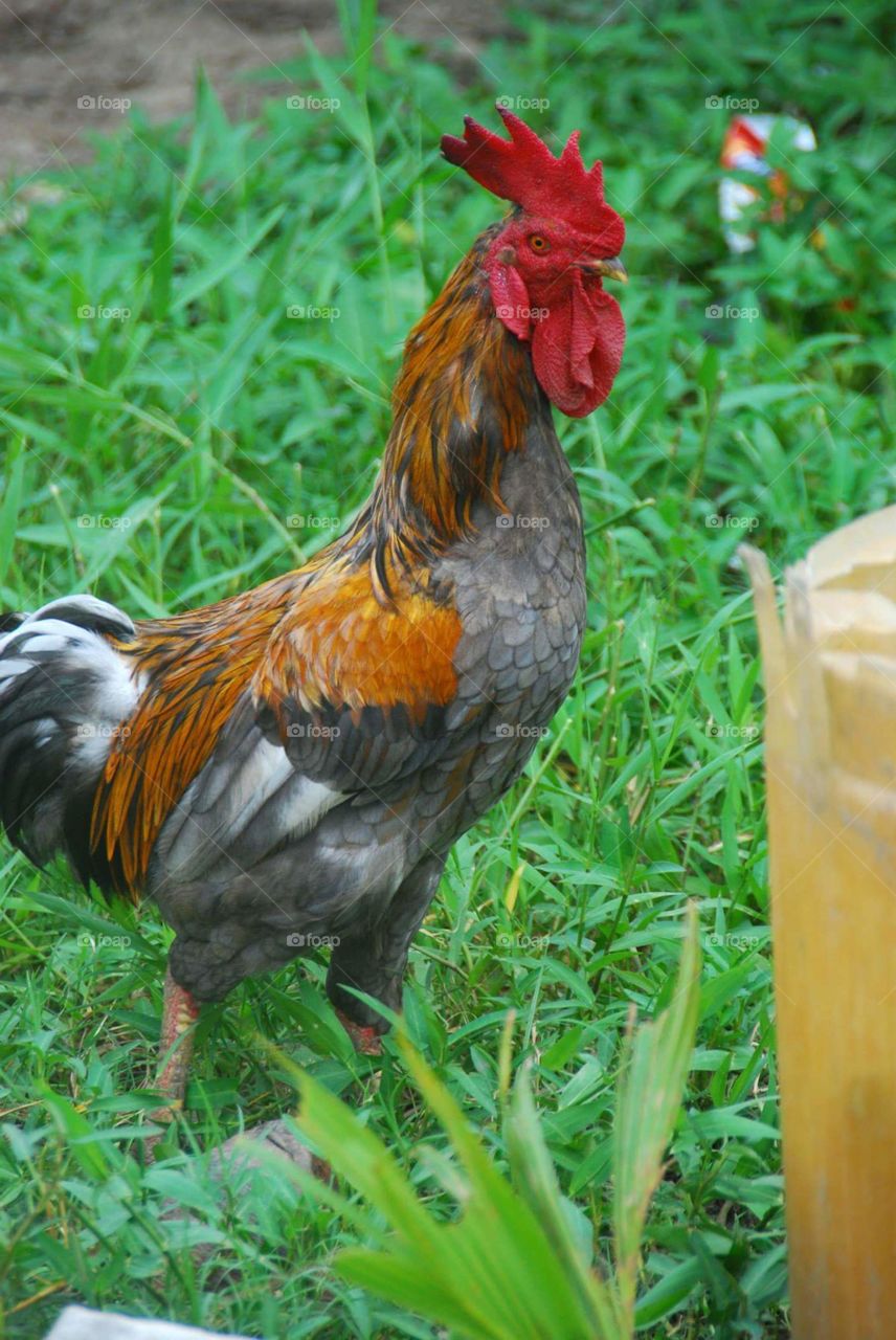 marching rooster