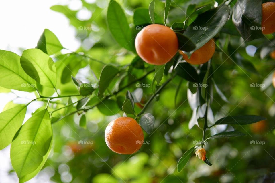 Closeup of fresh ripe Florida oranges hanging from the tree ready to be picked
