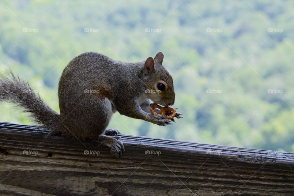 Squirrel 
