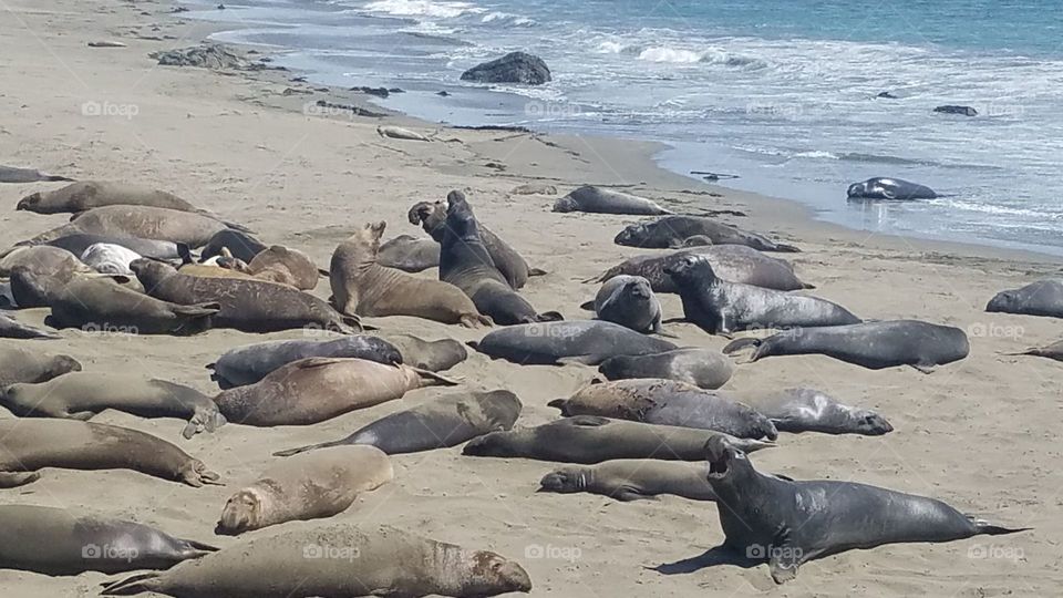 Elephants seals on beach in California