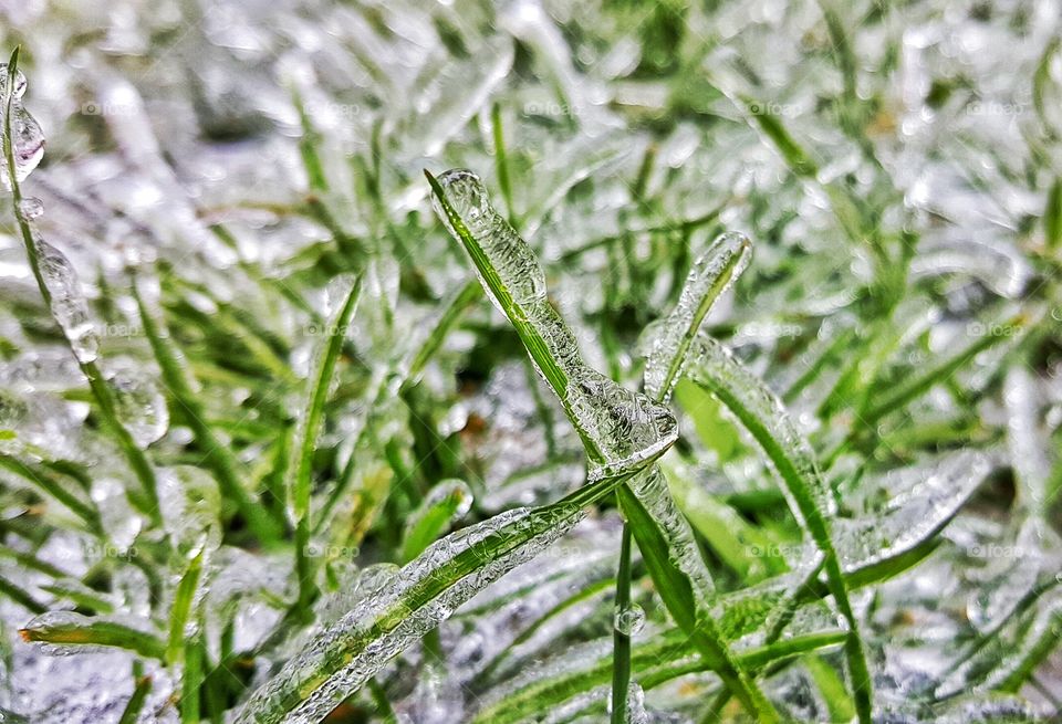 icy blades of grass