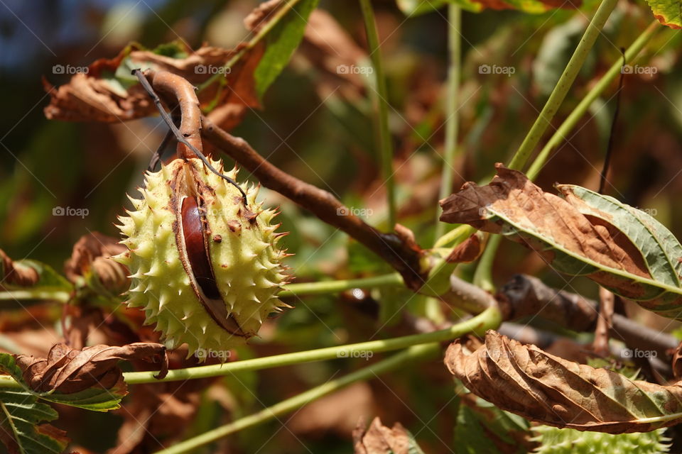 Close up of ripe chestnut in the branches.