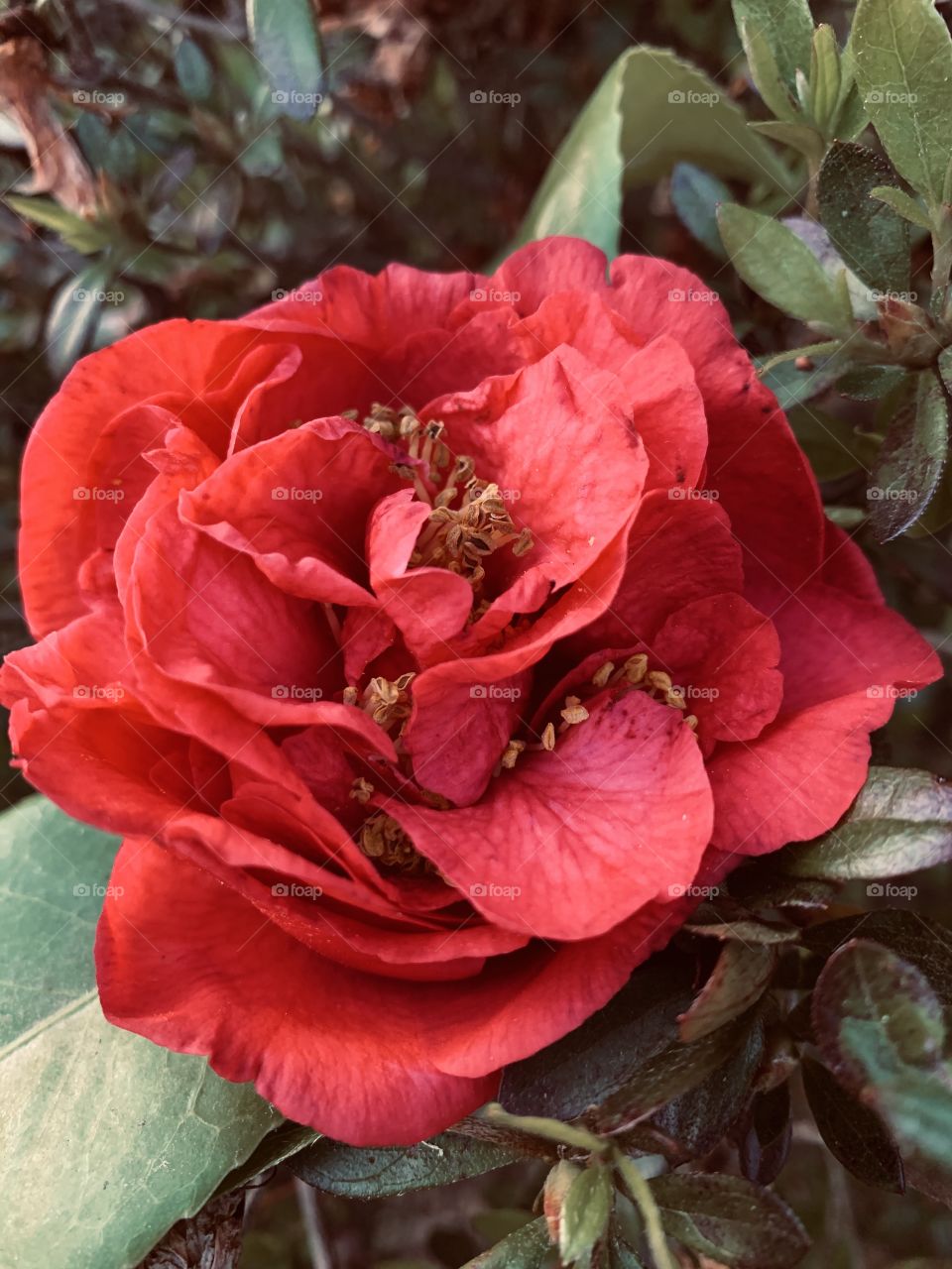 C-for Camellia. The last of my camellia flowers.  Generally, camellia flowers symbolize love, affection, and admiration. Red camellias symbolize love, passion, and deep desire.