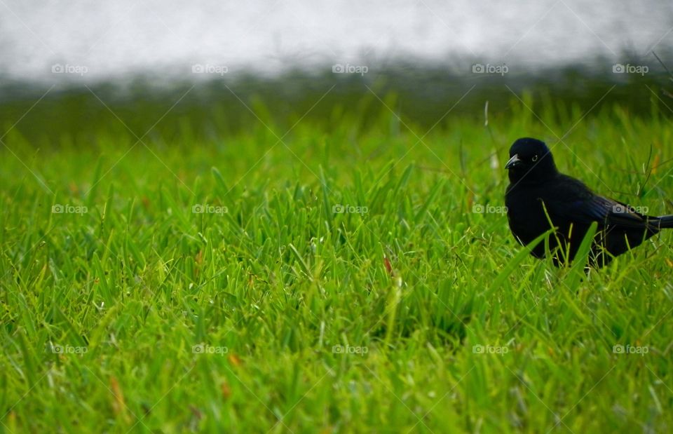 Close-up of crow on grass