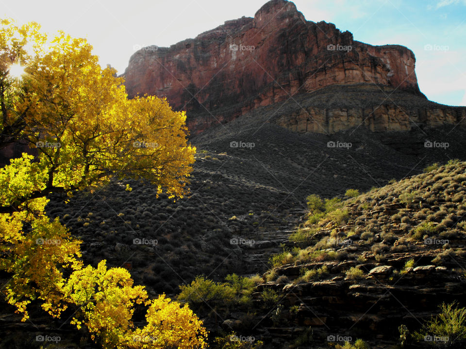 A peek at the vivid yellow fall foliage contrasting against the shadows of the Grand Canyon in Arizona 